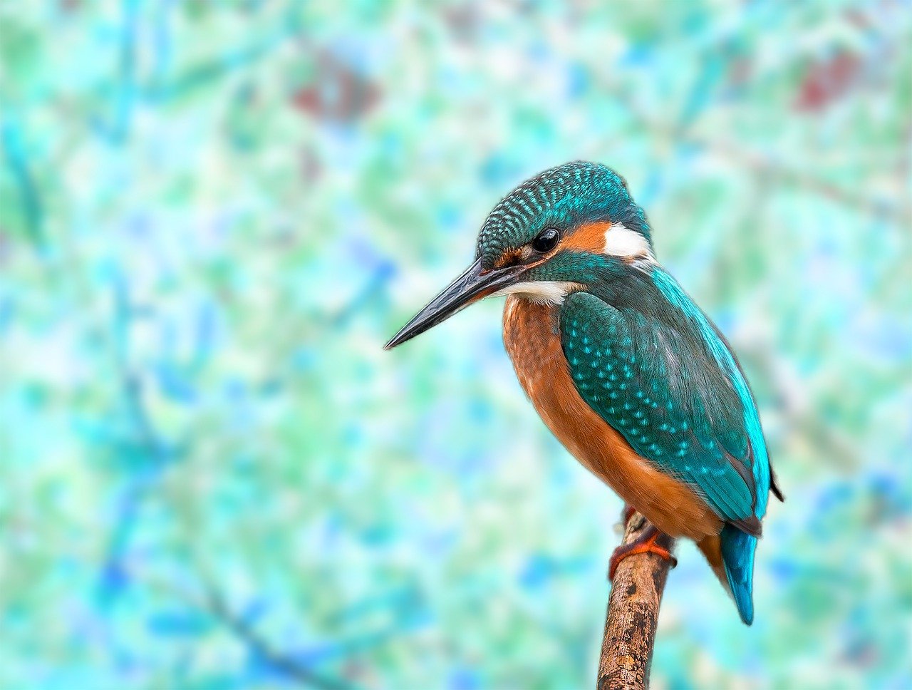 Kingfisher for CAPS with thanks to Pixabay