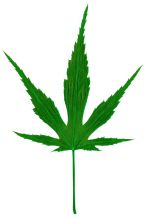 Nu gratis analyses Cannabis en Levend Vee 